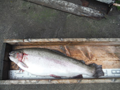 すそのフィッシングパーク 釣果