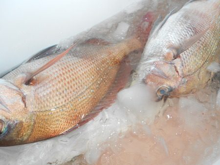 こうゆう丸 釣果