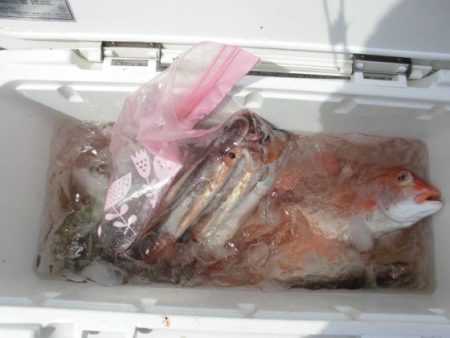 大進丸（新潟） 釣果