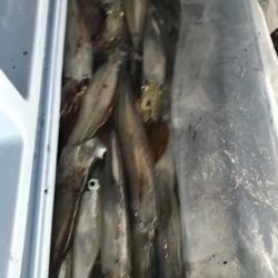 寿裕 （YOSHIHIRO） 釣果