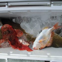 大進丸（新潟） 釣果