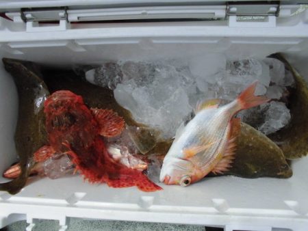 大進丸（新潟） 釣果