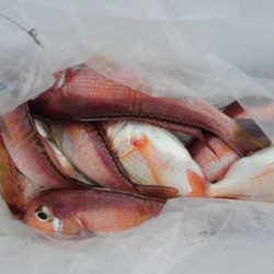 大進丸(新潟) 釣果