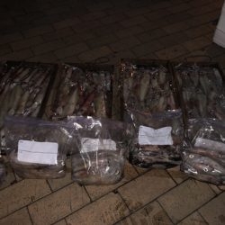 幸風（さちかぜ） 釣果