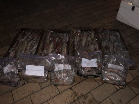 幸風（さちかぜ） 釣果