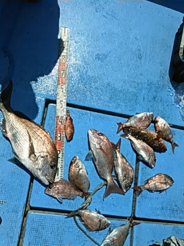 フィッシングガイド りょう 釣果