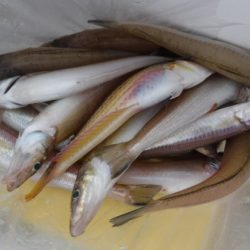 遊漁船 幸友丸 釣果