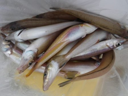 遊漁船 幸友丸 釣果