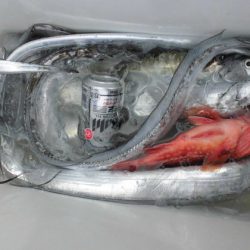 大進丸(新潟) 釣果