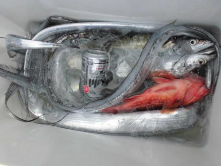 大進丸(新潟) 釣果