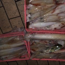 幸風（さちかぜ） 釣果