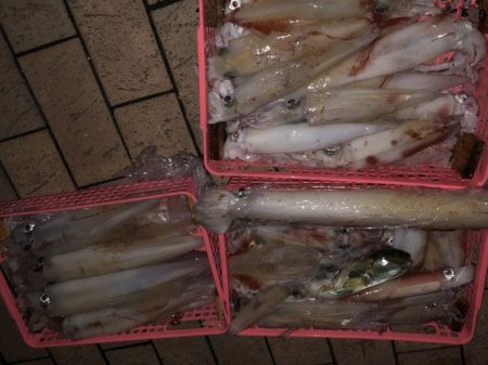 幸風（さちかぜ） 釣果