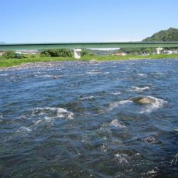 狩野川(狩野川漁業協同組合) 釣果