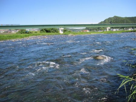 狩野川（狩野川漁業協同組合） 釣果