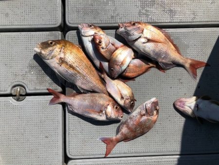 遊漁船高橋 釣果