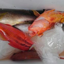 遊漁船 新鋭丸 釣果