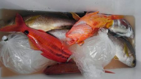 遊漁船 新鋭丸 釣果