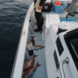 遊漁船ブルーウッズ 釣果