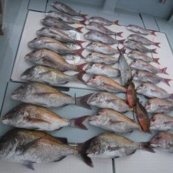 遊漁船 幸友丸 釣果