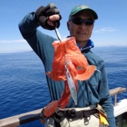 鯛紅丸 釣果