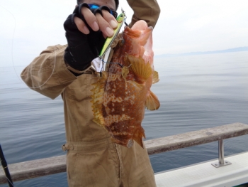 鯛紅丸 釣果