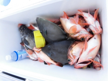 鯛紅丸 釣果