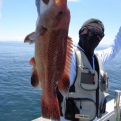 鯛紅丸 釣果