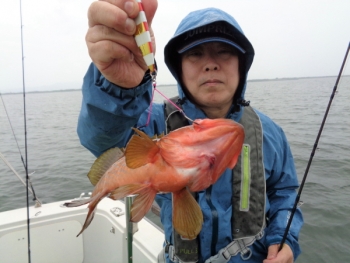 鯛紅丸 釣果