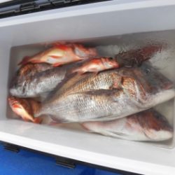 鯛紅丸 釣果