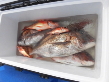 鯛紅丸 釣果
