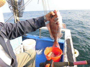鯛紅丸 釣果