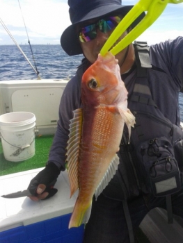 鯛紅丸 釣果