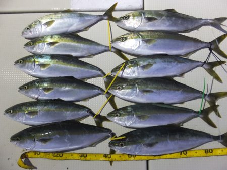 Hit Rush(ヒット ラッシュ） 釣果…