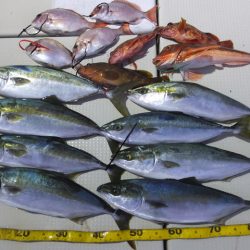 Hit Rush(ヒット ラッシュ） 釣果