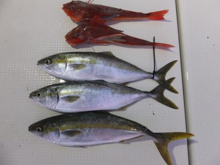 Hit Rush(ヒット ラッシュ） 釣果…