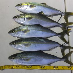 Hit Rush(ヒット ラッシュ） 釣果