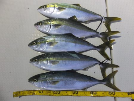 Hit Rush(ヒット ラッシュ） 釣果…