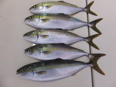 Hit Rush(ヒット ラッシュ） 釣果…