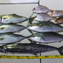 Hit Rush(ヒット ラッシュ） 釣果