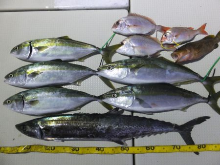 Hit Rush(ヒット ラッシュ） 釣果…