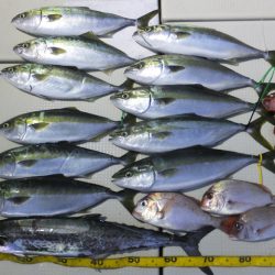 Hit Rush(ヒット ラッシュ) 釣果