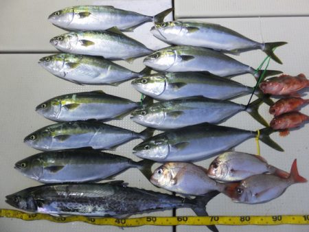 Hit Rush(ヒット ラッシュ） 釣果…