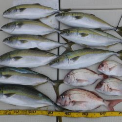 Hit Rush(ヒット ラッシュ） 釣果