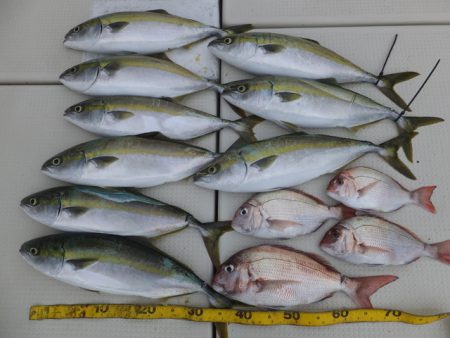 Hit Rush(ヒット ラッシュ） 釣果…