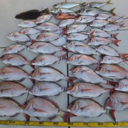 Hit Rush(ヒット ラッシュ） 釣果