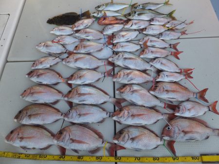 Hit Rush(ヒット ラッシュ） 釣果…