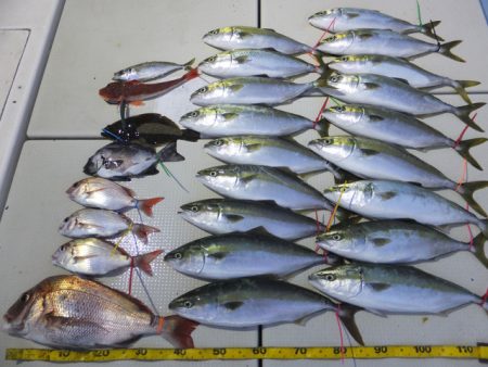 Hit Rush(ヒット ラッシュ） 釣果