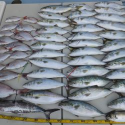 Hit Rush(ヒット ラッシュ） 釣果