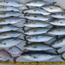 Hit Rush(ヒット ラッシュ） 釣果