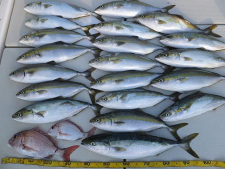 Hit Rush(ヒット ラッシュ） 釣果